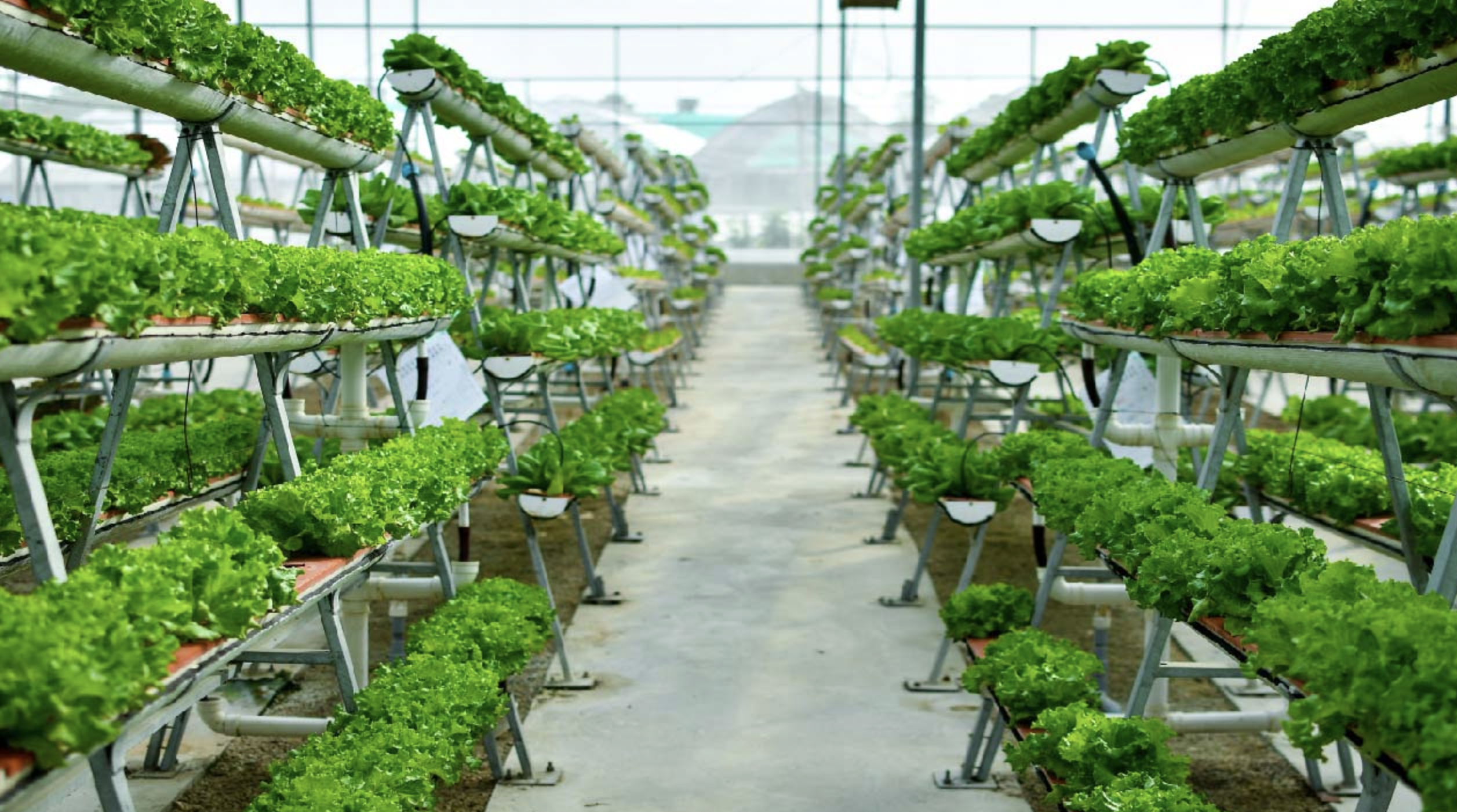 Vertical Farming: How Indoor Agriculture Is Scaling Up 